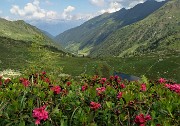 Anello Laghi di Porcile,Passo di Tartano, Cima-Passo di Lemma da Baita del Camoscio (28 giu.2020)- FOTOGALLERY